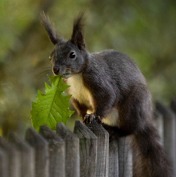 Eichhörnchen